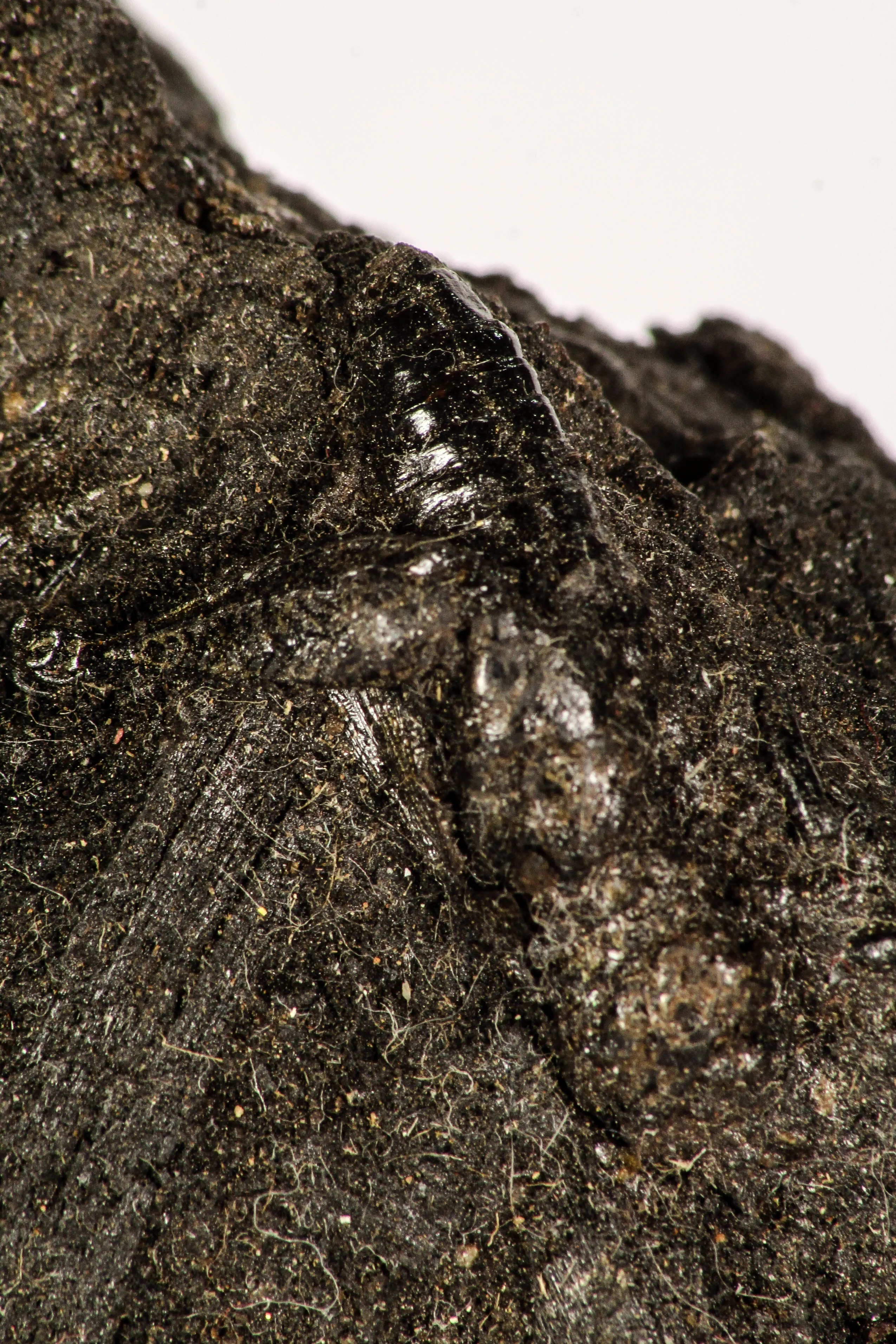 30389 - Top Rare Grasshopper Preserved in Brea - Pleistocene Tar Pits California