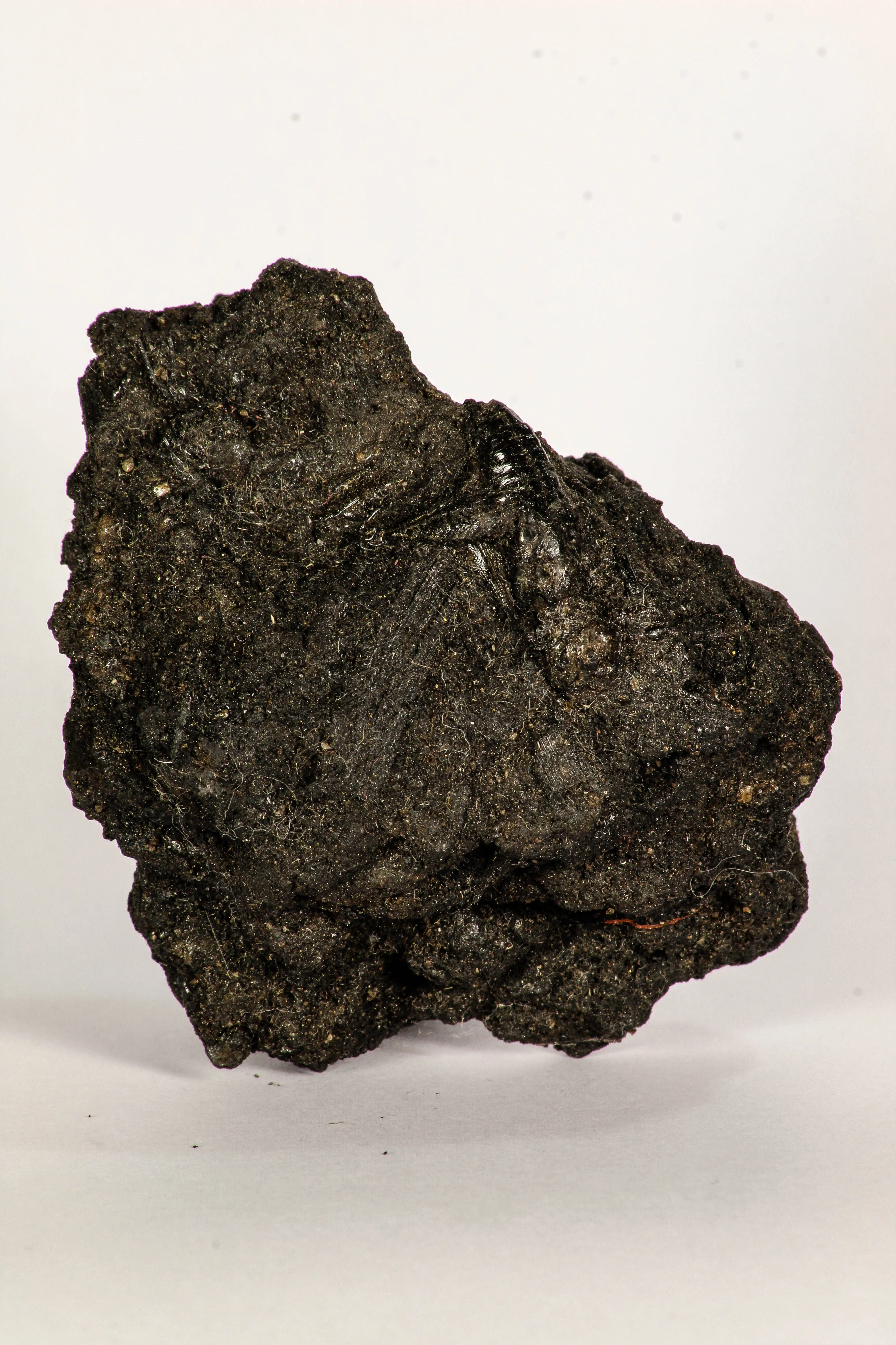 30389 - Top Rare Grasshopper Preserved in Brea - Pleistocene Tar Pits California