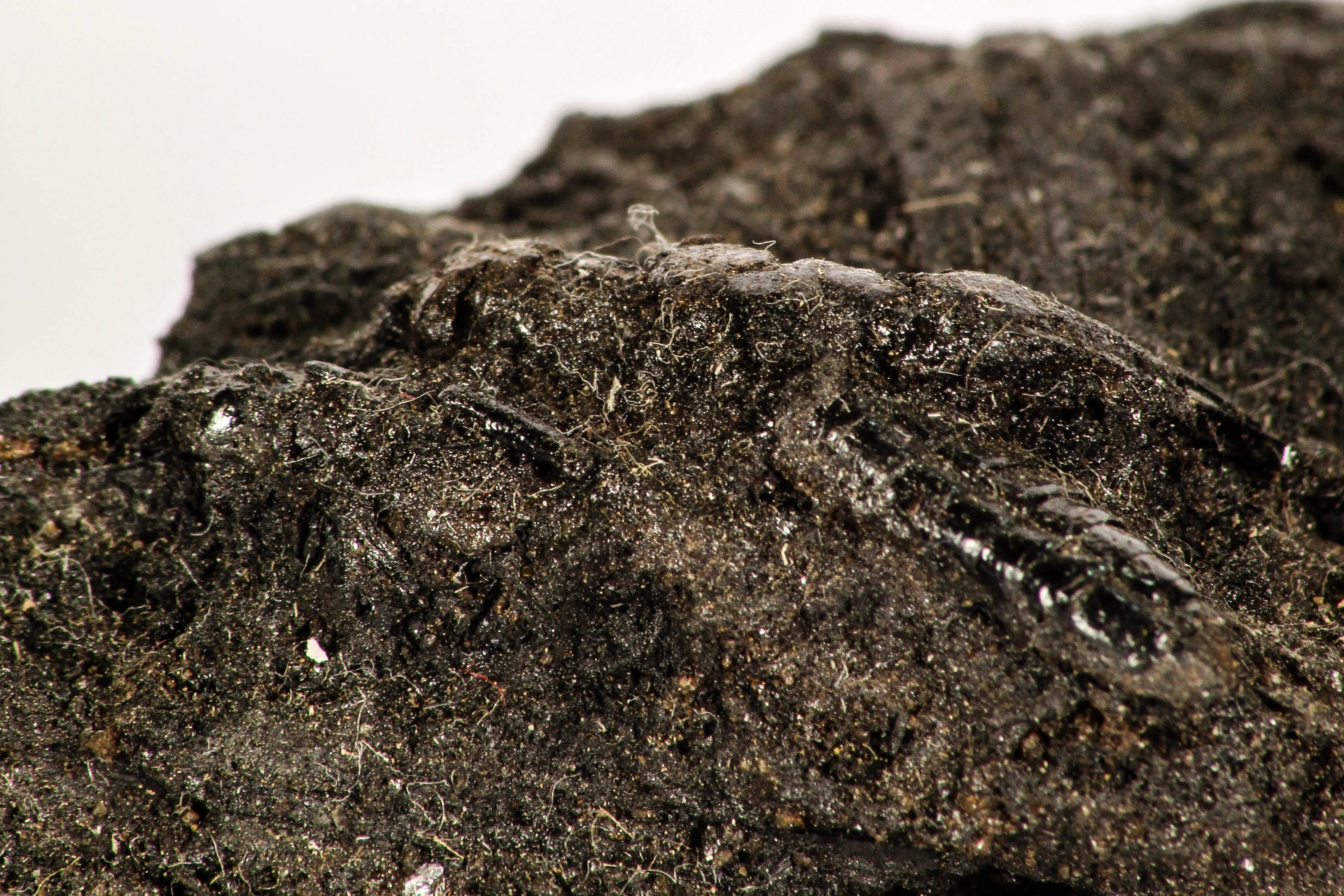 30389 - Top Rare Grasshopper Preserved in Brea - Pleistocene Tar Pits California