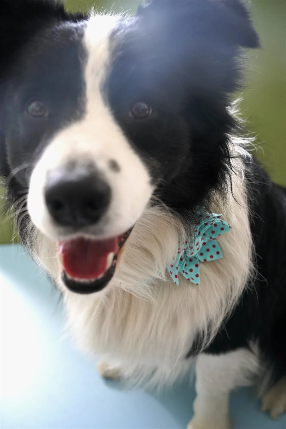 Classic Blue And Red Polka Dot: Personalized Bow Collar And Leash Set