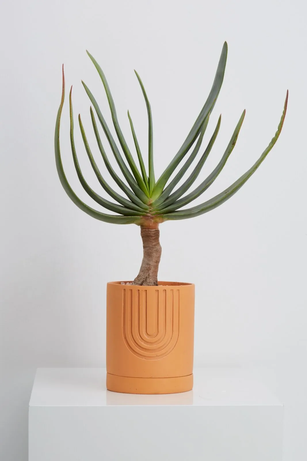Desert Etch Planter