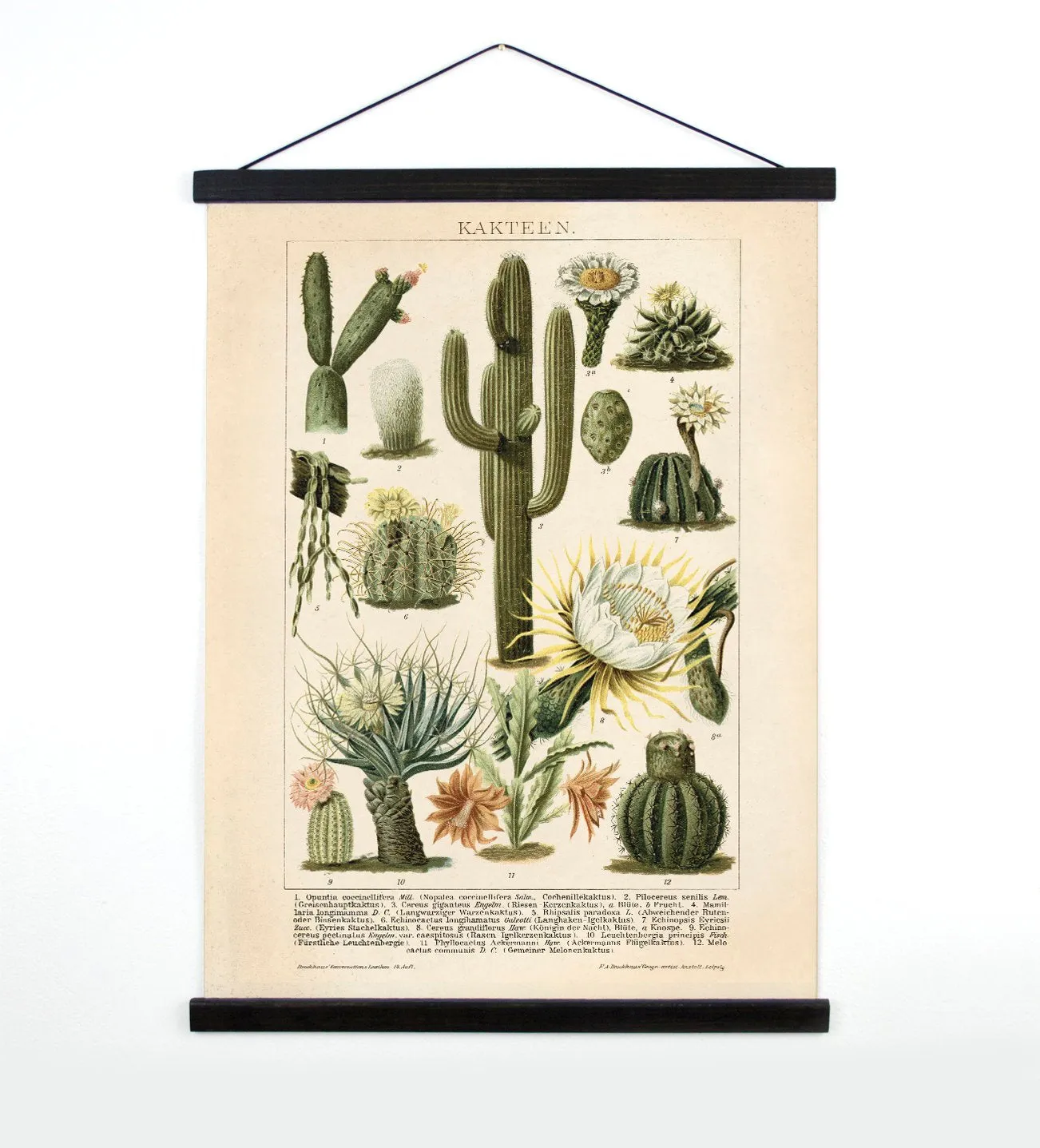 Made in USA Antique Reproduction Pull Down Chart of Cactus